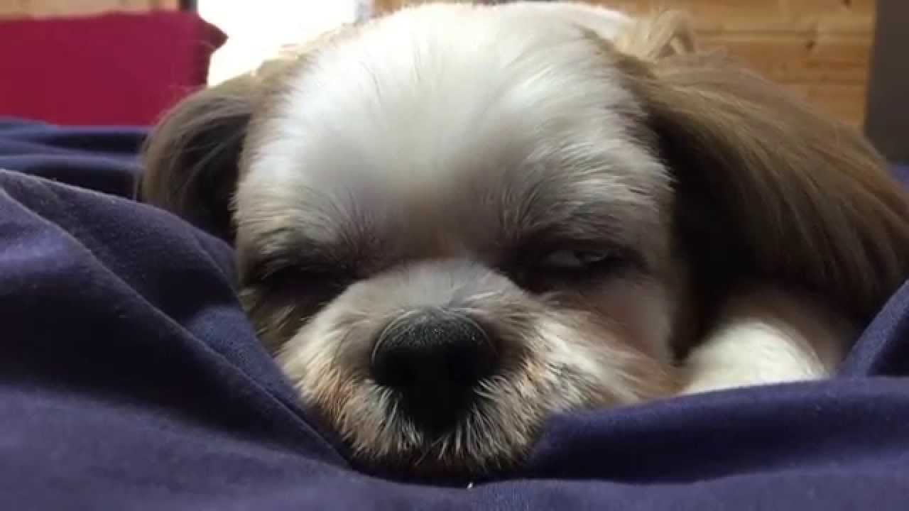 おもしろ動画募集中 あなたの愛犬が人気者になる かも 犬 猫との幸せな暮らしのためのペット情報サイト Sippo おもしろ動画募集中 あなたの愛犬が人気者になる かも 犬 猫との幸せな暮らしのためのペット情報サイト Sippo