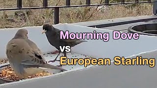 Mourning Dove vs European Starling (and no one gets hurt, physically...)
