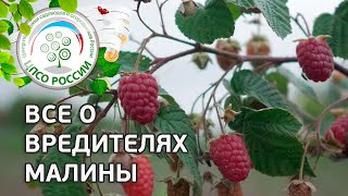 Вредители малины. Чем обработать малину от вредителей