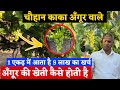 How to Grow Grapes in India: An Inside Look at Modern Farming