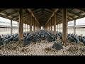 How Millions Of Guinea Fowl Are Raised Every Year 🐦🔥 | Complete Guinea Fowl Farming 🌾🏭 – Ultra ASMR