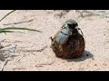 Challenges and Observations of the Roller