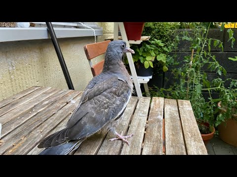 روح العصر والمدونة التي لا تنتمي إلى هذا العصر