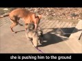 Dog aggression, Dog Dominance, or just plain Dog Aurora IL Dog aggression, Dog Dominance, or just plain Dog Aurora IL