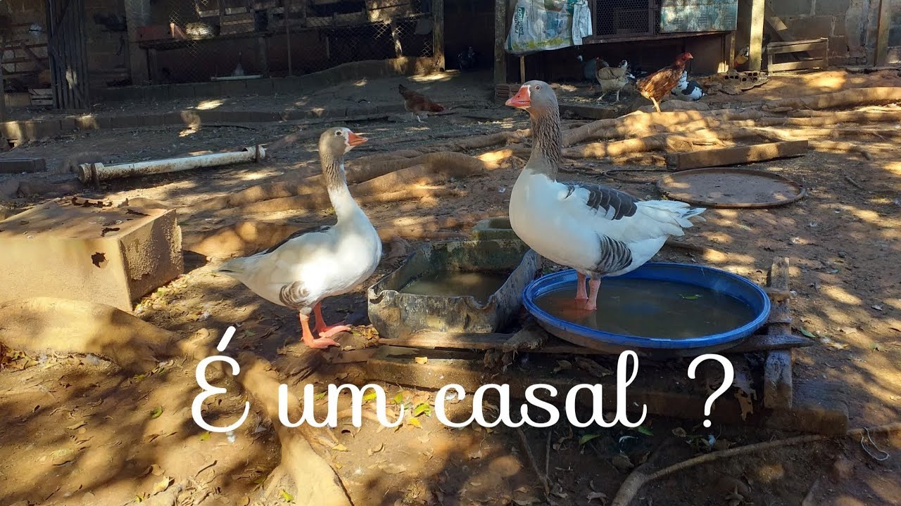 Meus gansos são um casal ? Veja como saber se o ganso é macho ou fêmea VEJA ATÉ O FINAL DO VIDEO Meus gansos são um casal ? Veja como saber se o ganso é macho ou fêmea VEJA ATÉ O FINAL DO VIDEO
