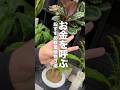 【お金を呼ぶ】おすすめ観葉植物3選#植物好きな人と繋がりたい #植物大好き #植物のある暮らし #植物男子 #観葉植物