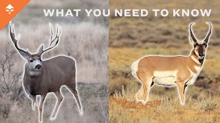 How To Hunt Mule Deer & Antelope In Wyoming