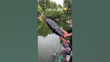 Cách câu cá nhát...