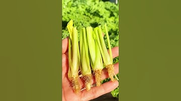 technique for planting celery in  pots #farming #agriculture #shorts