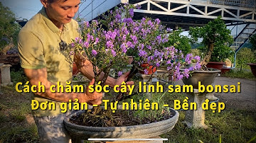Cách chăm sóc cây linh sam bonsai: Đẹp - Bền - Tự nhiên #linhsam #bonsai