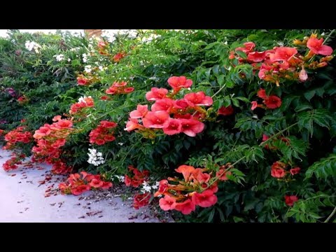 Video: Izbové popínavé rastliny – ako pestovať popínavé izbové rastliny