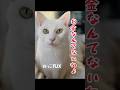 ぬっこ捕まる #cat #猫のいる暮らし #猫店長 #白猫