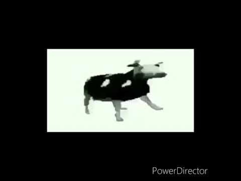 Польская корова песня текст. Корова флексит. Польская корова танцует. Танцующая корова. Польская корова.
