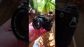 Canon AE1 - Shooting FILM again #canonae1 #canoncamera #cinechimp #filmphotography #shootfilm