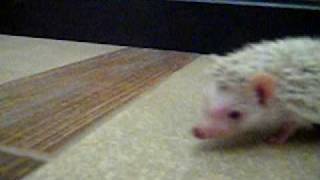 Hedgehog Baby - Cinnamonf