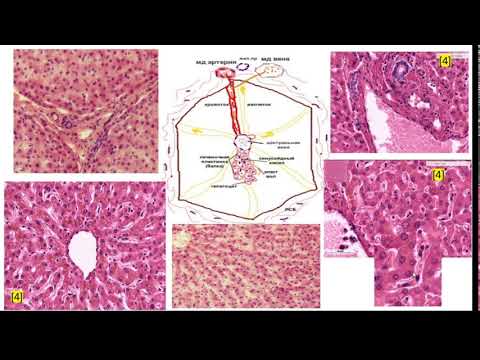 Гистологическое строение печени.