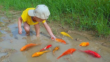 Em ổi đuổi tìm bắt cá vàng hài hước tinh nghịch dễ thương #cávàng #fishing #concá #bắtcávàng #fish