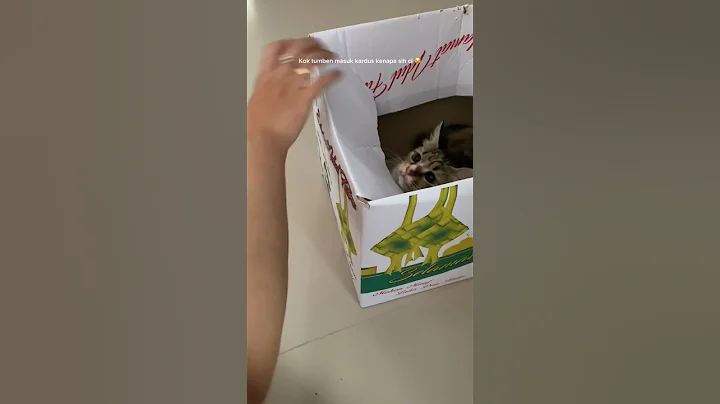 DAH GEDE MASIH GEMOY AJA SI CICI 😂 #cat #catlover #kucinglucu