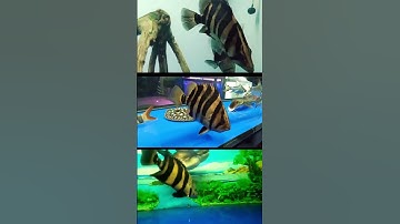 cá hổ hồ cá rồng