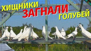 видео: Кем оказался ЧУЖАК и как поведут себя БЕЛЫЕ Голуби 2025😲 картинка: Кем оказался ЧУЖАК и как поведут себя БЕЛЫЕ Голуби 2025😲
