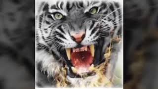 Dj harimau putih album