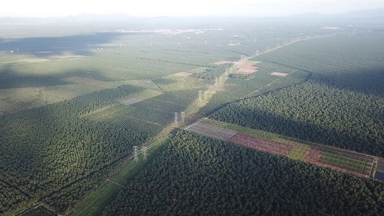 Mgrow Manjung Naluri Sdn Bhd Premium Md2 Pineapples Plantation Youtube