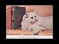 120 years of Persian Cats (1890's-2010's) の動画、YouTube動画。