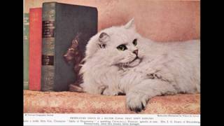 120 years of Persian Cats (1890's2010's)
