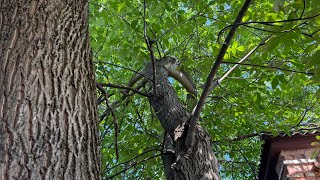 Huge Walnut Tree Trapped Between Buildings – Safe Removal