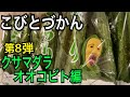 【こびとづかん 】クサマダラオオコビト見つけるまで帰れま10！！