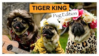 TIGER KING: Pug Edition - Doug The Pug