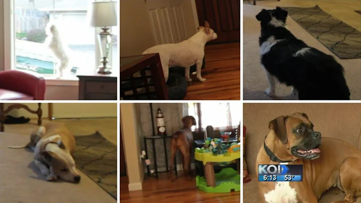 Would your dog protect you during a break-in?