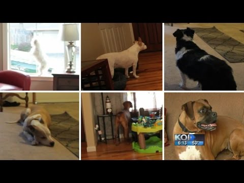 Video: Zou mijn hond mij beschermen?