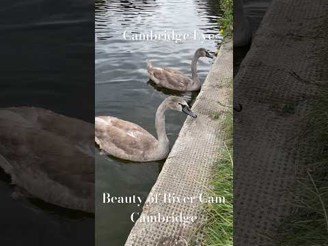 Swans, Beauty of