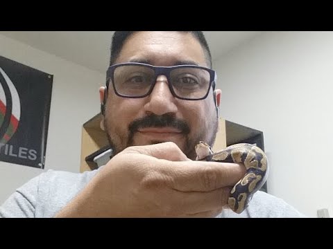 camera iphone 8 plus apk Live TESTING!!