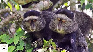 Blue Monkey - Vibrant Monkey Of East And Central Africa Lush Forests