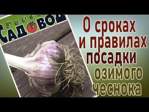 О сроках и правилах посадки озимого чеснока