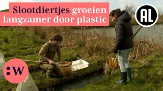 Download Lagu Waarom nanoplastics een GEVAAR zijn voor Nederlandse sloten MP3