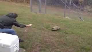 Full GOPHER FEEDING Update