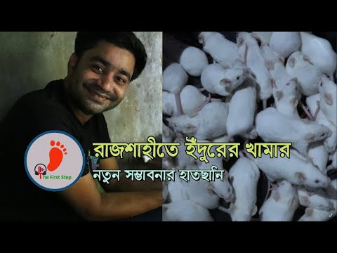 ভিডিও: হামস্টাররা কীভাবে বাঁচে