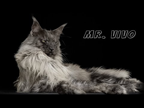 Video: Dünyanın En Uzun Kedisi: Maine Coon Omar, Fotoğraf