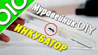 Муравейник своими руками.  Делаем инкубатор.Серия 2 #olo