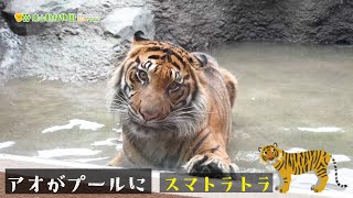 【東山動植物園公式】トラの様子２～アオがプールに～《 スマトラトラ　トラ 》