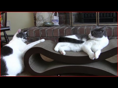 Funny Cats ~ How to Share a Cat Scratcher