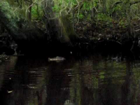 alligator eats snake