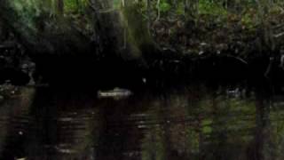 alligator eats snake