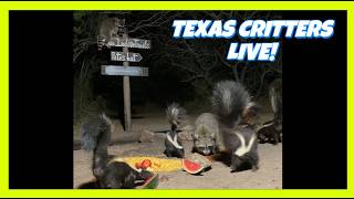 BlueIndigoTrails TEXAS NIGHT CRITTER CRUNCH - LIVE