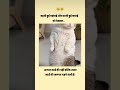 #funny #catmemes #viralshorts #popular