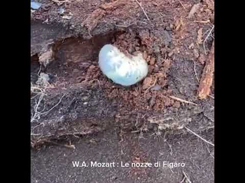 W.A. Mozart: Le