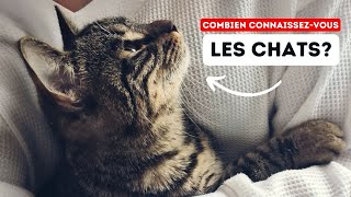 Êtes vous un vrai Amoureux des Chats? 15 Signes que Vous ne Pouvez Pas Ignorer! by Boss Life France 1,061 views 2 months ago 5 minutes